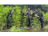 30 Personel Sat Brimob Polda Sumut Musnahkan Ladang Ganja 10 Hektar di Perbukitan Tor Sihite, Madina