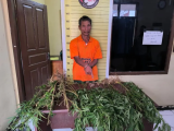 Aniaya Tetangga dan Tanam Ganja, Pria Asal Taput Ditangkap Polisi