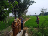 Babinsa, Camat dan Lurah Sukaraja Tinjau Sawah Warga Yang Terancam Gagal Panen Akibat Kekeringan