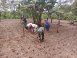 Babinsa Koramil 03/Parongil Dampingi Petani Tanam Padi Gogo di Siempat Nempu Hilir