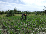 Babinsa Koramil 10/Tanah Jawa Dukung Petani Jagung Lewat Komsos di Nagori Bahjambi II
