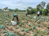 Babinsa Koramil 12/Saribudolok Bantu Petani Panen Sayur di Perbukitan Simalungun
