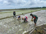 Babinsa Koramil Bosar Maligas Dampingi Budidaya  Lahan 5,7 Ha di uUjung Padang