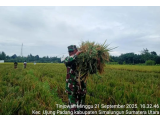 Babinsa Turun ke Sawah, Dukung Panen Padi Kelompok Tani di Tinjowan Simalungun