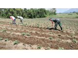 Bentuk Kepedulian Nyata Kodim 0207/Simalungun, Bantu Warga Membersihkan Lahan Kentang
