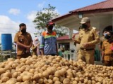Bupati Taput Panen Kentang, Hasilnya Buat Warga