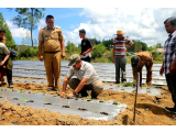 Bupati Taput Pimpin Tanam Serentak Tomat dan Cabai di Parmonangan, Dorong Petani Milenial dan Stabilitas Inflasi