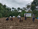 Dorong Kemandirian Desa, Babinsa Koramil 16/Panei Tongah Dukung Pengembangan Budidaya Jahe Putih