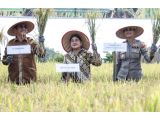 Dorong Swasembada Pangan, Pemko Pematangsiantar Panen Padi Bersama dan Salurkan Bantuan Benih Unggul
