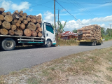 Dua Truk Kayu Pinus Tanpa Dokumen Diringkus di Sipoholon, Pemilik Misterius!