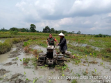 Dukungan Nyata Babinsa pada Ketahanan Pangan di Dolok Panribuan