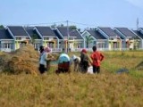 Dampak Perumahan, 800 Hektar Lahan Pertanian di Siantar Beralih Fungsi