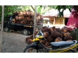 Harga Anjlok, Petani Sawit Tapteng Resah
