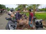 Harga Karet Cuma 9000/Kg, Petani Mengeluh