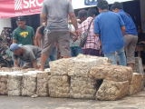 Harga Karet Rp 13.500/Kg, Petani Pinangsori Bergairah