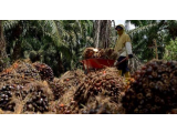 Harga TBS Di Tapteng 800/Kg, Petani Sawit Merugi