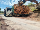 ﻿Hutan Tapanuli Utara Terancam Gundul, Penebangan Ilegal Pinus Marak di Lobu Sikkam