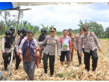 Kapolres Pematangsiantar Tinjau Lahan Jagung di Siantar Marimbun: Dukungan Nyata untuk Ketahanan Pangan