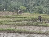 Kelompok Petani di Tapsel Bangun Sistem Bertani Berkelanjutan