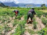 Kopda E.S Sijabat Ikut Membersihkan Gulma Di Ladang Warga