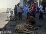 KPw BI Siantar Bagikan Daging Hewan Qurban ke Panti Asuhan dan Warga