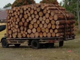 ﻿Lingkungan Hidup di Taput Terkoyak: Ratusan Kubik Kayu Pinus Diseret, Sawah Warga Jadi Korban