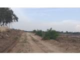 "Melawan DPRD" Kebun Teh Unit Bah Butong Tetap Ditanami Sawit
