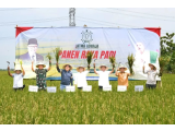 Menko Pangan RI Bersama Pangdam IV Panen Raya Padi di Kabupaten Tegal