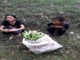 Miris! Dua Pemuda Ini Curi Pisang Demi Beli Obat Neneknya
