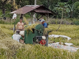 Petani di Tapteng Keluhkan Beratnya Ongkos Produksi