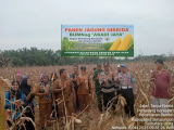 Panen Jagung di Simalungun – Wujud Sinergi Pemerintah, TNI, dan Warga untuk Ketahanan Pangan