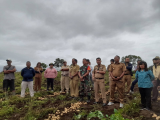 Panen Perdana Kentang di Desa Sitinjo: Kolaborasi TNI, BUMDes, dan Warga Dorong Kemandirian Pertanian