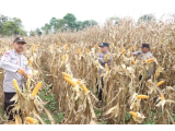 Panen Raya Jagung Serentak 2026 di Tigapanah, Sinergi Polri dan Pemda Perkuat Ketahanan Pangan Karo