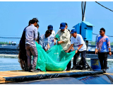 Panen Raya Udang di Kebumen, Prabowo Bidik Indonesia Jadi Produsen Udang Nomor 1 Dunia