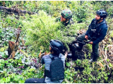 Pangkogabwilhan III Beri Penghargaan 36 Prajurit Yonif 751/VJS Usai Amankan 2.000 Batang Ganja di Pegunungan Bintang