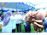 Pangkormar Serahkan Sapi Kurban 1,4 Ton, Korps Marinir Tebar Kepedulian di Idul Adha 1447 H