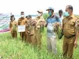 Pemkab Taput Panen Perdana Penakaran Bawang Merah
