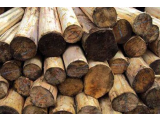 Pengambilan Kayu Log di Dairi Menuai Keprihatinan Warga