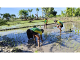 Perkuat Ketahanan Pangan Perbatasan, Satgas Pamtas RI–RDTL Tanam Padi di Natemnanu Utara