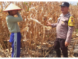 Polisi Turun ke Ladang! Bhabinkamtibmas Dukung Petani Tanam Jagung di siantar Marihat