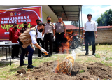 Polres Dairi Musnahkan Barang Bukti Ganja dari Tiga Tersangka, Total Capai Ribuan Gram