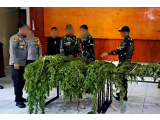 Satgas TNI-Polri Bongkar Ladang Ganja di Pegunungan Bintang, Puluhan Tanaman Siap Panen Diamankan