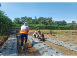 Serda Dedy Ismayudi Bantu Warga Memasang Mulsa Di Lahan Pertanian