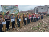 Sinergi TNI–Polri dan Pemda, Panen Raya Jagung Serentak Digelar di Pematangsiantar
