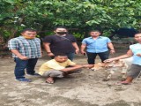 Spesialis Pencuri Anak Lembu Ditangkap, Barang Bukti Ditarik Polisi