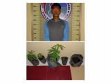 Tanam Ganja di Atap Dapur, Warga Anggoli Tapteng Ditangkap Polisi