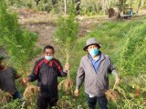 Sebelum Panen, Ladang Ganja di Dolok Silau Diungkap Polisi
