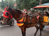 Tertipu Naik Delman,Wisatawan Dipalak Rp600 Ribu, Wali Kota Bandung Geram