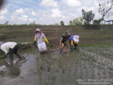 TNI Bantu Petani Tanam Padi di Simalungun: Bukti Kemanunggalan dengan Rakyat