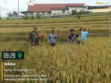 TNI Dampingi Panen Padi, Pererat Sinergi dengan Petani di Pematangsiantar
